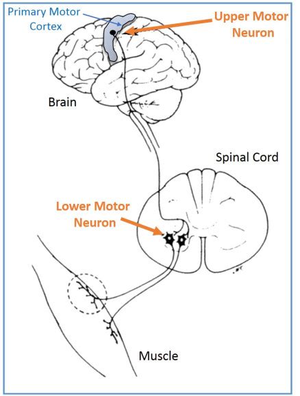 Upper and lower motor neurons - Empty Poetry