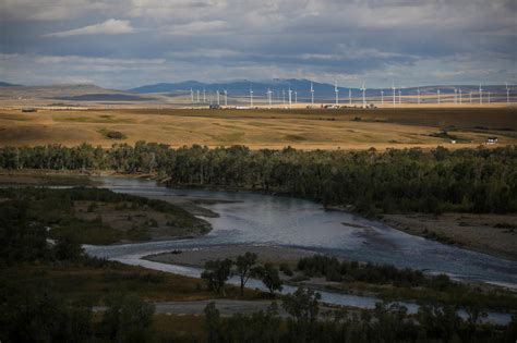 Can sweetgrass sequester carbon? Piikani Nation plans to find out | The Narwhal