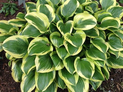 Humble hosta - Indiana Yard and Garden - Purdue Consumer ...