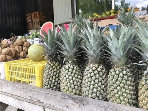 Pineapple Farm Stock Photos, Images and Backgrounds for Free Download