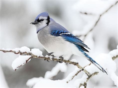 Winter Birds And Berries Wallpapers - Wallpaper Cave