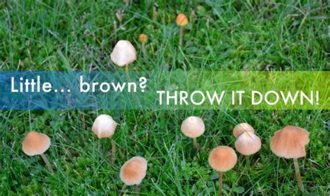 3 edible mushrooms that are easy to find - and how to avoid the poisonous ones | Inhabitat ...