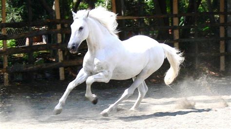 Galloping White Horse HD desktop wallpaper : Widescreen : High ...