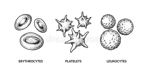 Blood Cells Isolated on White Background. Hand Drawn Erythrocytes, Leukocytes and Platelet Stock ...