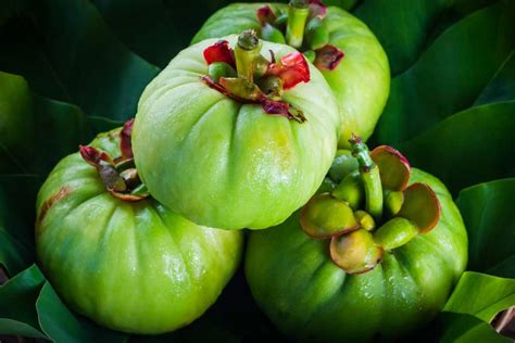 Garcinia Cambogia Extra Review – TheBellyBurners.com