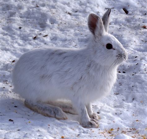 Animals in Winter: Snowshoe Hare