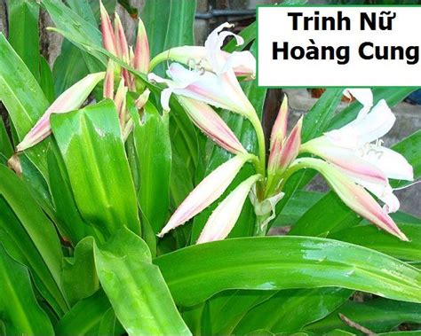 Trinh nữ hoàng cung - NAPRO