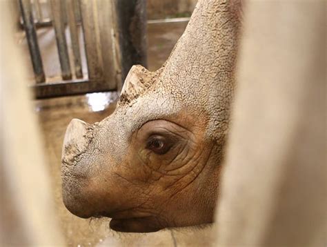 Zoo's discoveries offer hope for rare rhinos