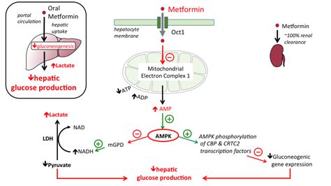 Metformin Mechanism Of Action Diabetes - DiabetesWalls