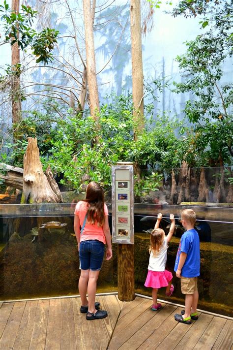 Our Trip to the Tennessee Aquarium – Miss Frugal Mommy