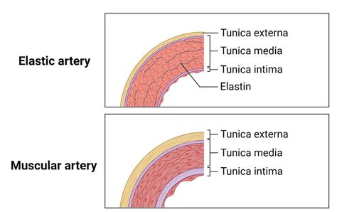 Arteries: Definition, Structure, Types, Functions, Diseases