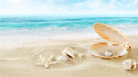 Seashell Backgrounds (43+ images)