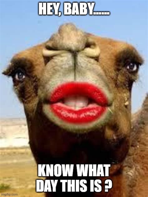 Camel face Memes - Imgflip