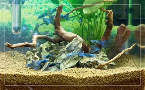 5 Best Freshwater Planted Aquarium Substrate