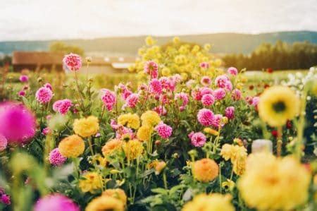 Field Of Flowers Davie Fl 33328 : 20 Beautiful Sunflower Fields In Florida Daily With Dani : 72 ...