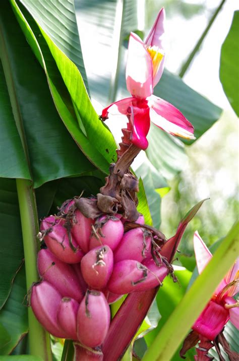 Trees and Plants: Pink Fruiting Banana