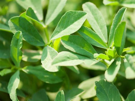 Fenugreek – Kahikatea Farm Certified Organic Nursery and Permaculture Farm