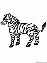 Zebra Coloring Pages  Free Printable Kids sketch template