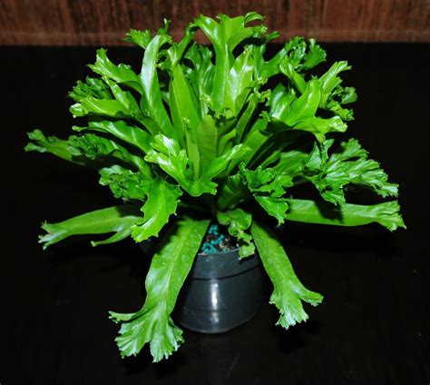 6" ASPLENIUM ANTIQUUM 'LESLIE' Bird's Nest Fern Indoor/Outdoor Tropical ...