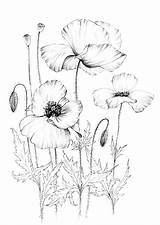 Poppy Sketch Coloring Page Wild Flower Clipart Botanical  Etsy sketch template
