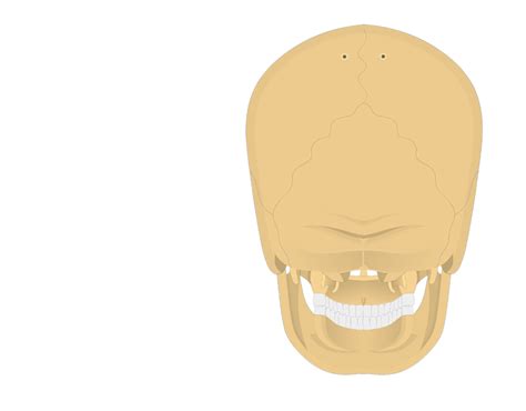 Posterior Skull Anatomy