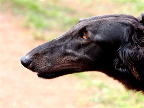 Borzoi. | Породы собак, Итальянская борзая, Щенки немецкой овчарки