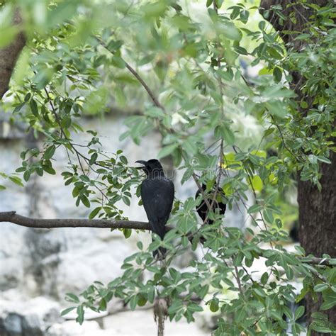 Corvidae bird stock photo. Image of light, lamp, arizona - 29485168