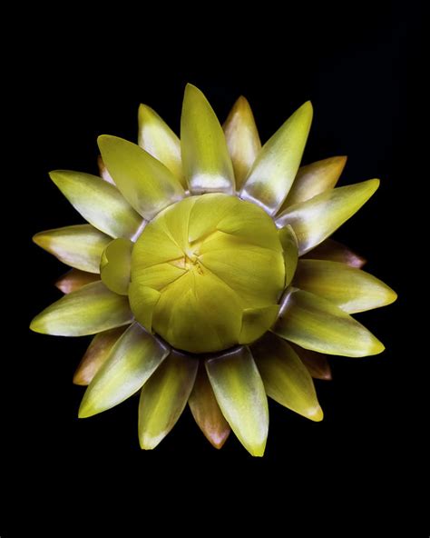 Yellow Straw Flower Photograph by Lori Hutchison - Fine Art America