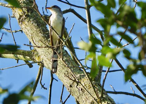 Yellow-billed Cuckoo – My Bird of the Day