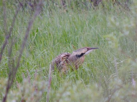 American Bittern 5 – My Bird of the Day