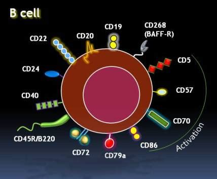 B Cell Markers