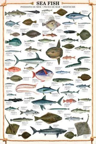 Sea Fish Wall Chart (59 Saltwater Species) Poster - Eurographics – Sports Poster Warehouse