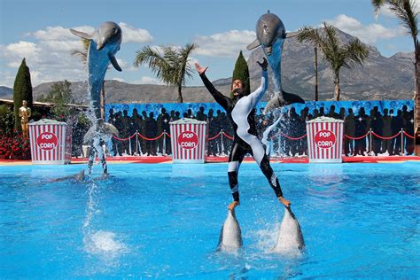 Show de delfines | Dolphin reef, Ocean park hong kong, Ocean park