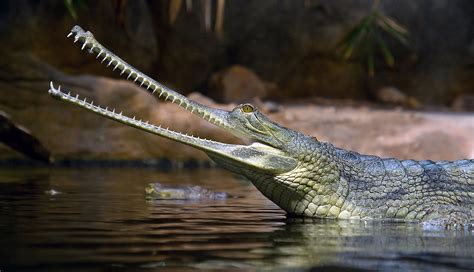 Study: Nasal Problem Plagued Long-Nosed Crocodile Relatives | News | New York Tech