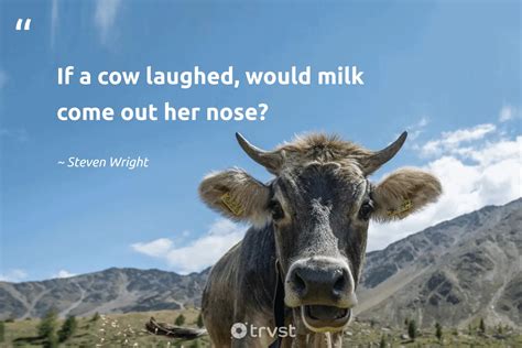 Cow Funny Quotes