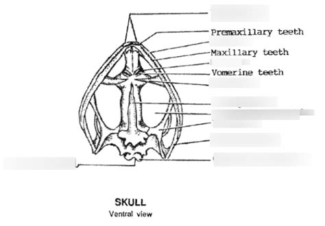 ventral view of frog skull Diagram | Quizlet