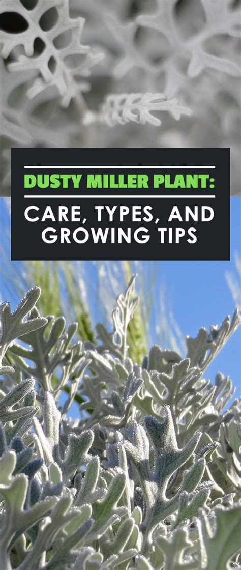 Dusty Miller Plant: Care, Types, and Growing Tips