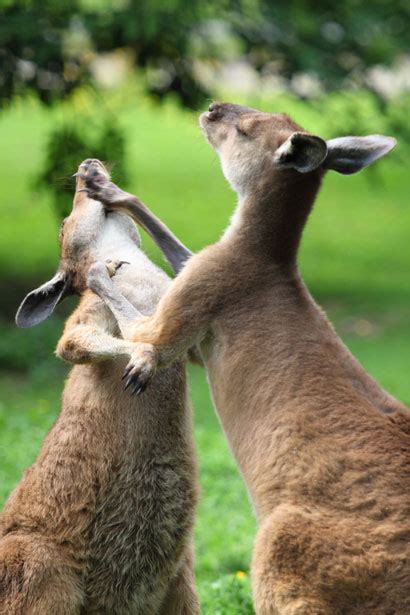 Kangaroo Fight Free Stock Photo - Public Domain Pictures