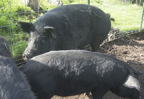 Heritage Breed Mulefoot Piglets | Themis Farms