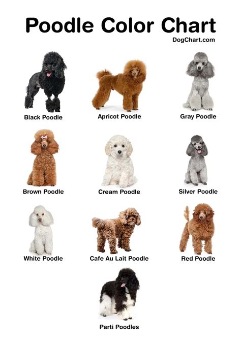 Poodle Color Chart: Common and Rarest Breeding Colors