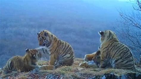 Four Siberian tiger cubs seen on video playing in Russia's hilltops | Fox News