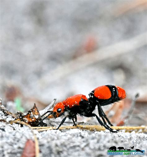 Red Velvet Ant – Imagine Our Florida, Inc