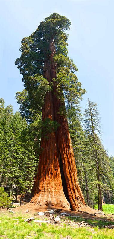 Standing Tall - Giant Sequoia Redwood Tree Sequoia National Park ...