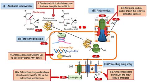 Antimicrobial resistance mechanisms in Gram-negative bacteria and ways... | Download Scientific ...