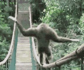 Funny Gif: Ape Does Its Thang On The Local Catwalk Cute Wild Animals, Funny Animals, Monkey Gif ...