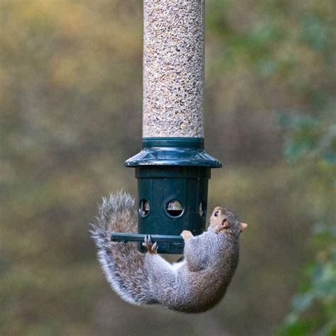 The Best Squirrel Proof Bird Feeders and 12 Tips That Work
