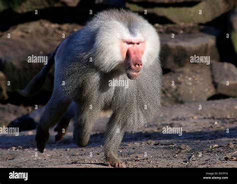 Male baboon fighting hi-res stock photography and images - Alamy