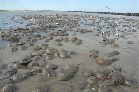 RT Simulated Horseshoe Crab Habitat: September 2013