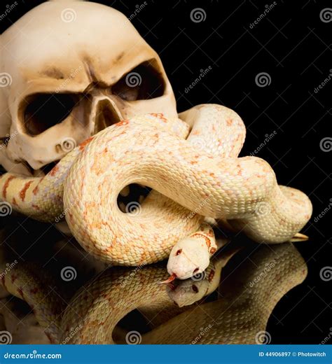 Creepy haloween snake stock image. Image of creepy, spooky - 44906897