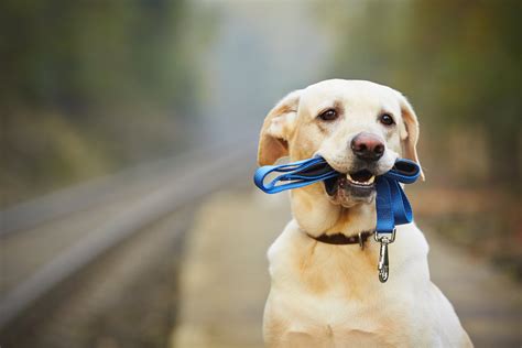 View Pets Currently in Our Shelter — Fresno Humane Animal Services